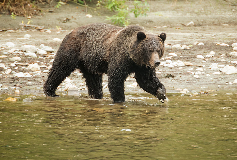 Grizzly fishing 