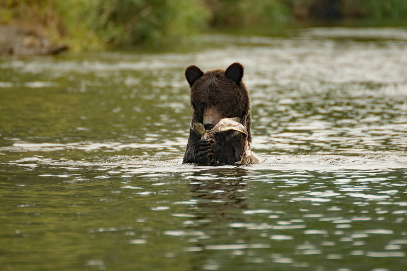 Grizzly cub with salmon