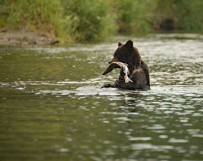Bear cub with salmon