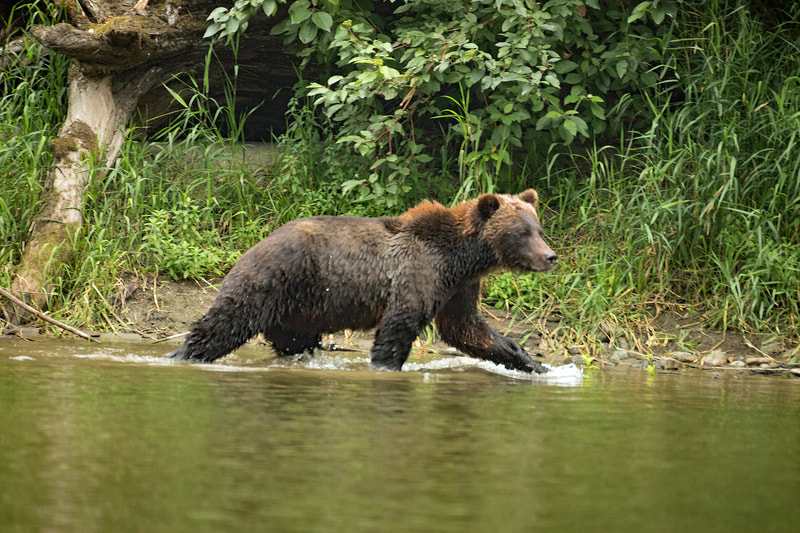 Grizzly running