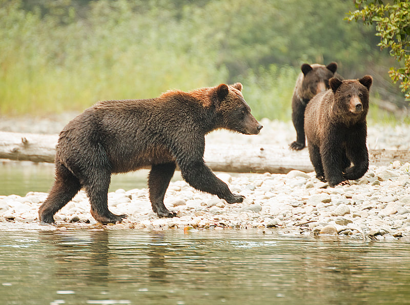 Bear family in BC